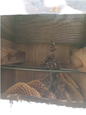 日本蜜蜂の養蜂・その９